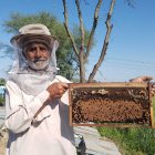 Bienenstock